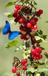 Pollinator Butterfly White Live Wallpaper