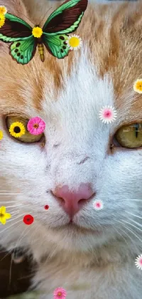 cute little cat Live Wallpaper