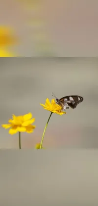 This phone live wallpaper boasts a stunning image of a butterfly perched atop a vibrant yellow flower