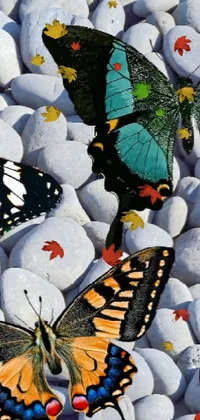 This vibrant phone live wallpaper showcases a colorful group of butterflies on top of rocks, created using ultrafine digital art by a skilled artist