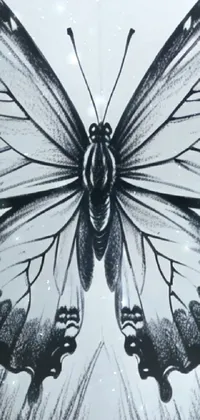 Pollinator Insect Arthropod Live Wallpaper