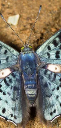 This live wallpaper showcases a magnificent close-up of a butterfly with blue scales and white spots on its wings