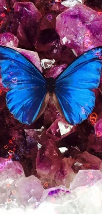 Pollinator Insect Arthropod Live Wallpaper
