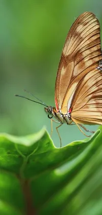 This live phone wallpaper features a stunning macro photograph of a butterfly perched on a lush green leaf