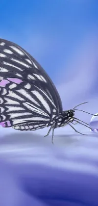 buterfly Live Wallpaper