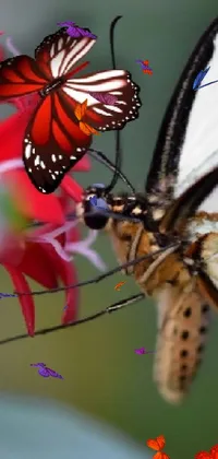 This phone live wallpaper is a beautifully captured macro photograph of a butterfly on a flower in vibrant red, white, and black colors