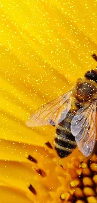 Shiny Honey Bee Live Wallpaper