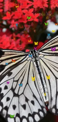 beautiful butterflies  Live Wallpaper