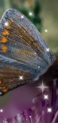 butter and fly butterfly  Live Wallpaper