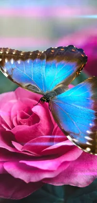 Pollinator Insect Butterfly Live Wallpaper