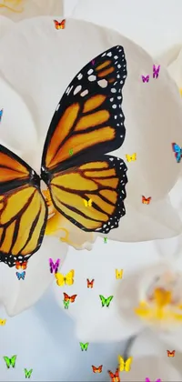 Butterflies in my stomach Live Wallpaper