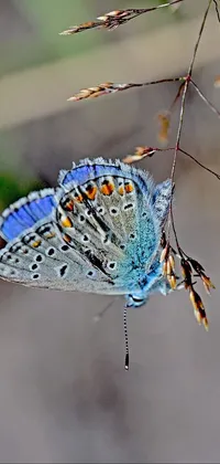 Get this stunning live wallpaper for your phone featuring a beautiful butterfly taking a break on green foliage