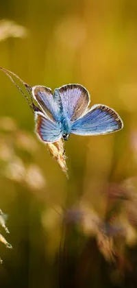 Pollinator Insect Common Blue Live Wallpaper