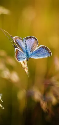 Pollinator Insect Common Blue Live Wallpaper