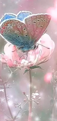 Pollinator Insect Flower Live Wallpaper