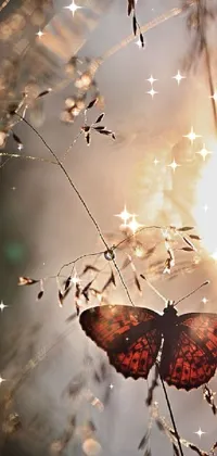 Transform your phone screen into a breathtakingly beautiful live wallpaper with this butterfly collage