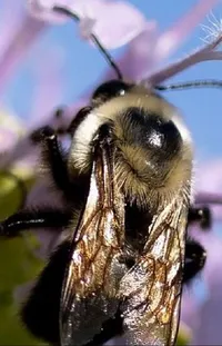 Pollinator Insect Plant Live Wallpaper