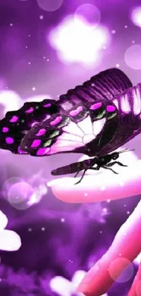 Pollinator Light Purple Live Wallpaper