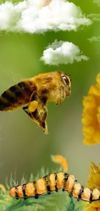 Pollinator Plant Arthropod Live Wallpaper