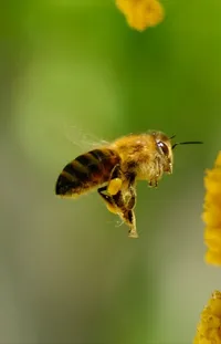 Pollinator Plant Arthropod Live Wallpaper