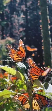 Pollinator Plant Butterfly Live Wallpaper