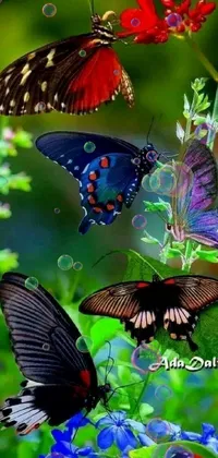 Pollinator Plant Butterfly Live Wallpaper