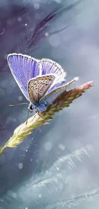 Elevate the ambience of your phone with this mesmerizing live wallpaper! Featuring a stunning close up of a butterfly on a vibrant flower, the wallpaper creates a romantic and dreamy feel