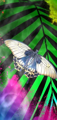 papillon of Jungle  Live Wallpaper