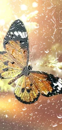 butterfly Live Wallpaper