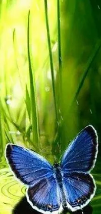 This live wallpaper features a vivid blue butterfly resting on a green field surrounded by serene landscape and clear water reflection