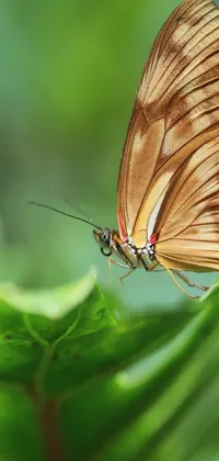 Pollinator Plant Insect Live Wallpaper