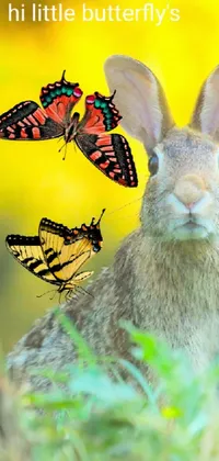 Pollinator Rabbit Insect Live Wallpaper
