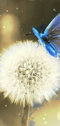 Polyommatus Common Blue Pollinator Live Wallpaper