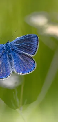 Polyommatus Common Blue Pollinator Live Wallpaper