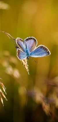 This phone live wallpaper features a beautifully detailed blue butterfly resting on a grassy field, captured in macro photography