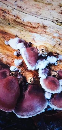 Polyporales Wood Fungus Live Wallpaper