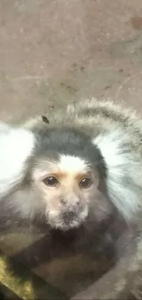 Primate Carnivore Companion Dog Live Wallpaper
