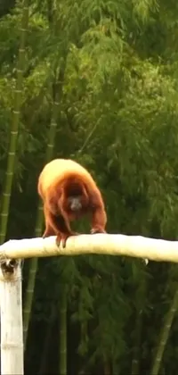 Primate Carnivore Fawn Live Wallpaper