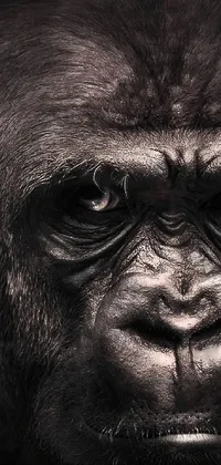 This phone live wallpaper showcases a stunning close-up of a gorilla's face, captured in incredible detail by a talented artist