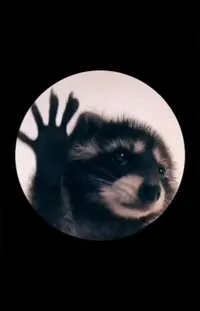 Primate Gesture Whiskers Live Wallpaper