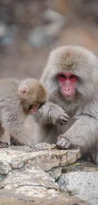 Primate Japanese Macaque Organism Live Wallpaper