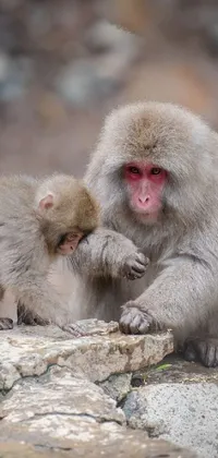 Primate Japanese Macaque Vertebrate Live Wallpaper