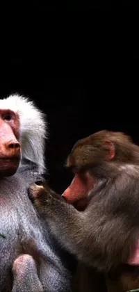 Primate Jaw Terrestrial Animal Live Wallpaper