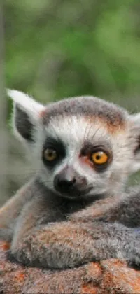 Primate Lemur Fawn Live Wallpaper