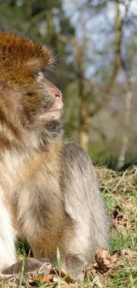 Primate Macaque Fawn Live Wallpaper