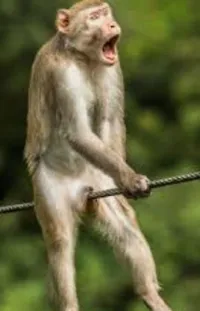 Primate Macaque Rhesus Macaque Live Wallpaper