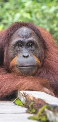 Primate Orangutan Plant Live Wallpaper