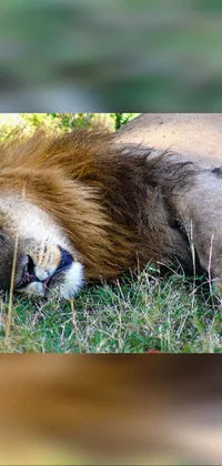 This phone live wallpaper features a majestic lion resting on a lush green field