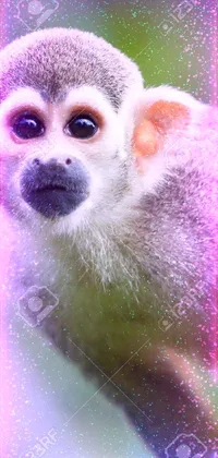 This live wallpaper features a charming portrait of a cartoon monkey on a vibrant Amazon rainforest background