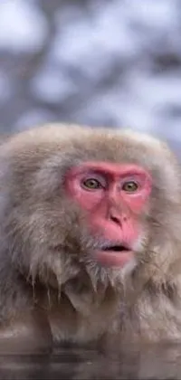 Primate Organism Macaque Live Wallpaper